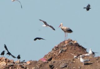 Birdlife at the tip